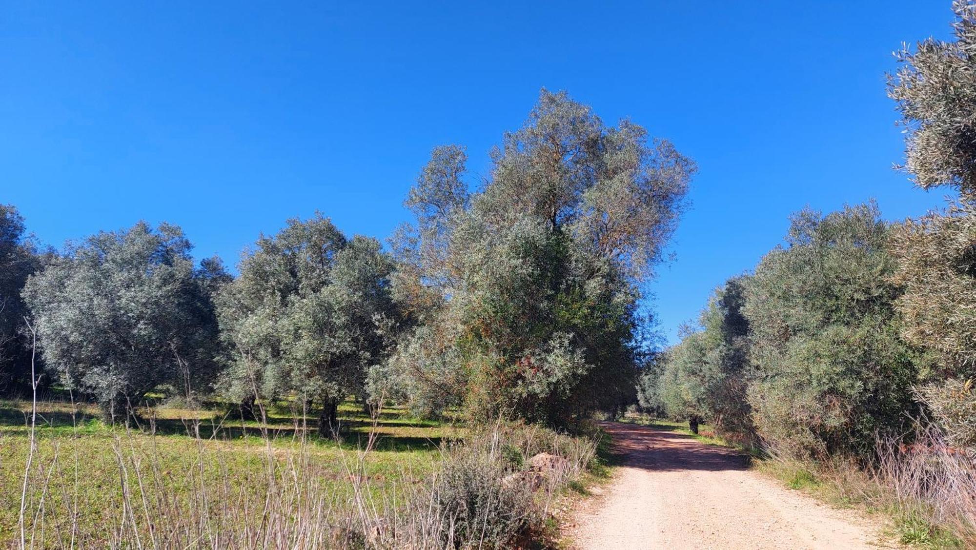 "Oliveiras" Appartement Typique Avec Terrasse Et Piscine Loulé Kültér fotó